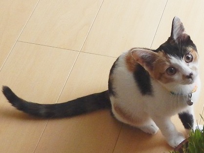 【猫の日】美形ネコ選手権