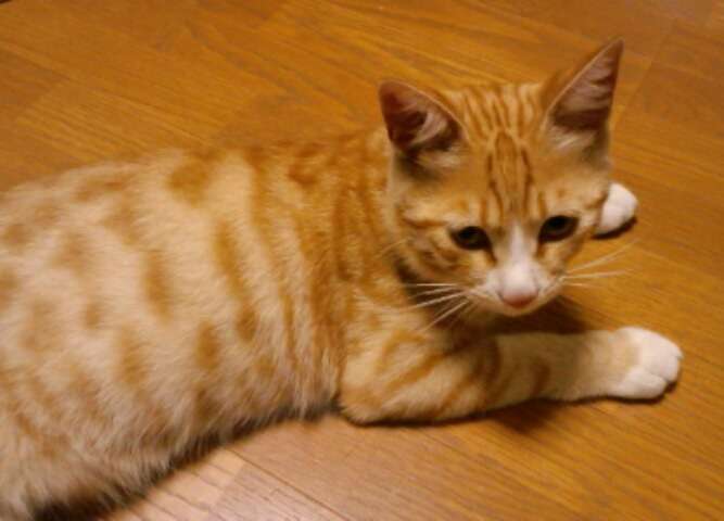 【猫の日】美形ネコ選手権