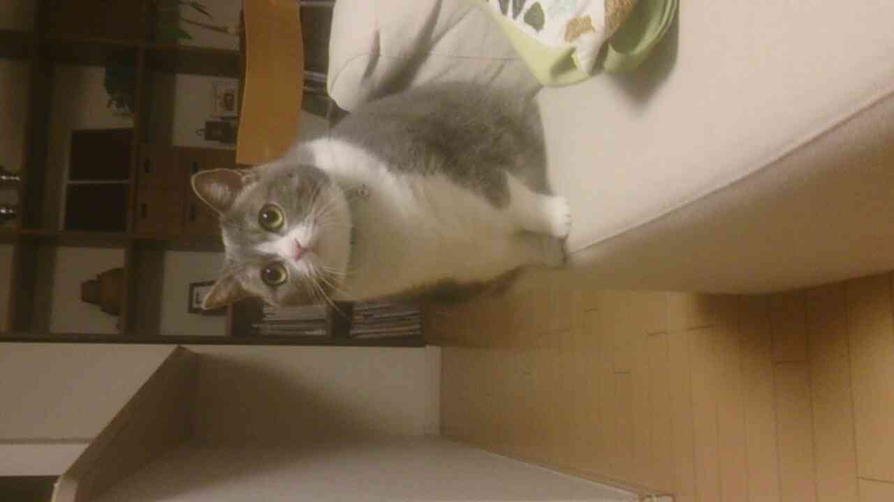 【猫の日】美形ネコ選手権