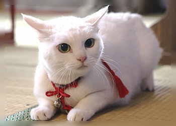 【猫の日】美形ネコ選手権