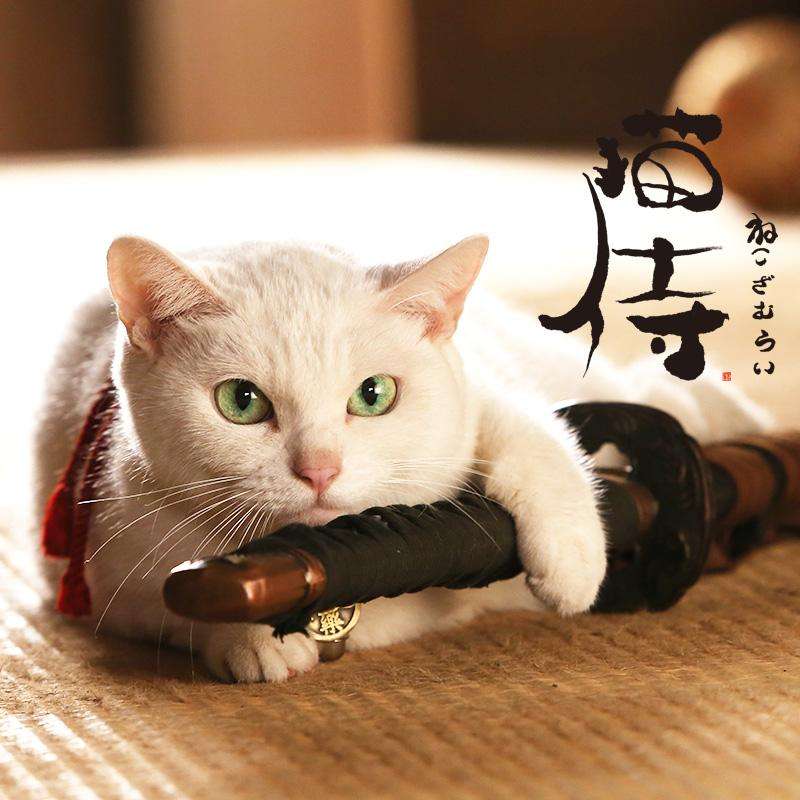 【猫の日】美形ネコ選手権