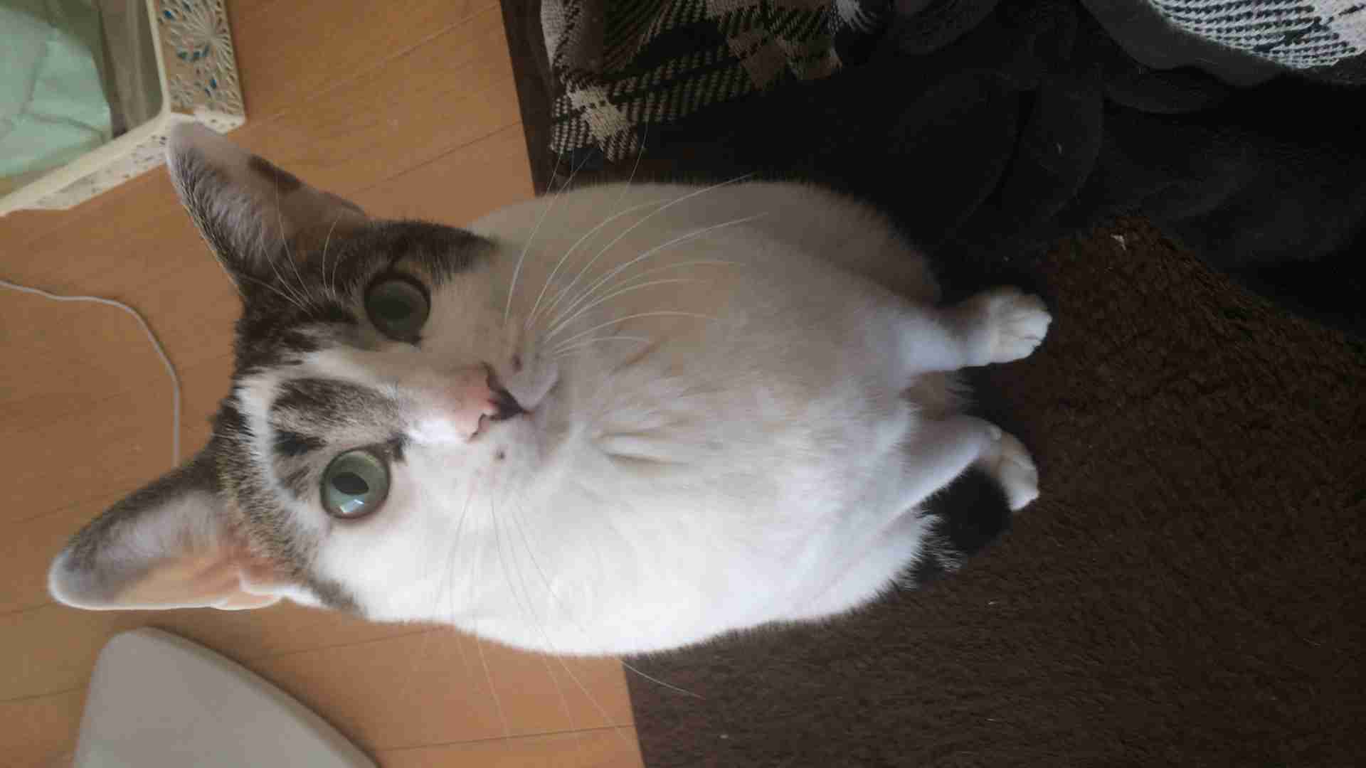 【猫の日】美形ネコ選手権