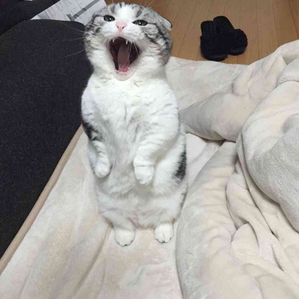 猫好きで猫アレルギーの人！！