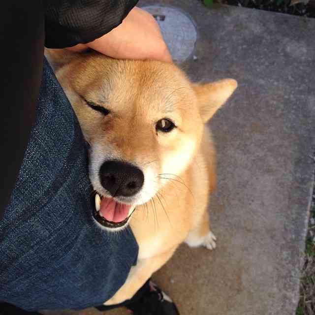 甘えている動物の写真をください