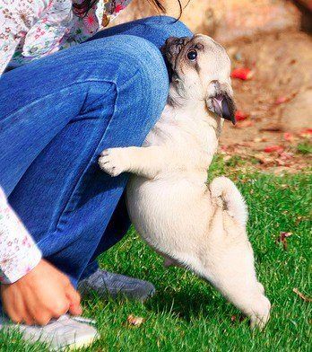 甘えている動物の写真をください