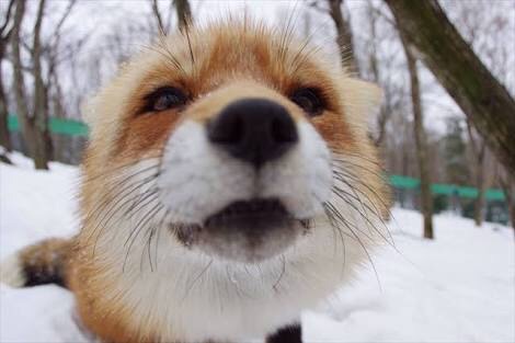 どアップの画像貼るトピ。