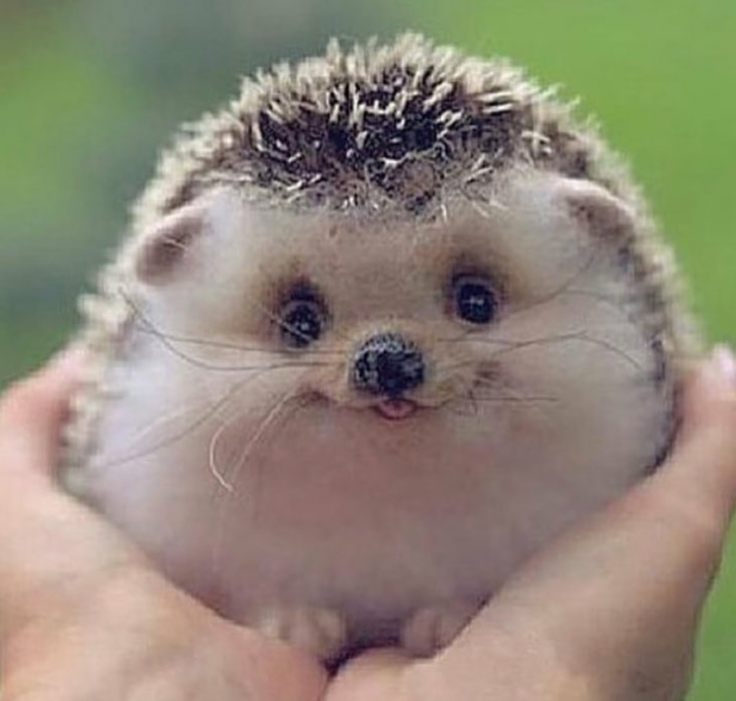 どアップの画像貼るトピ。