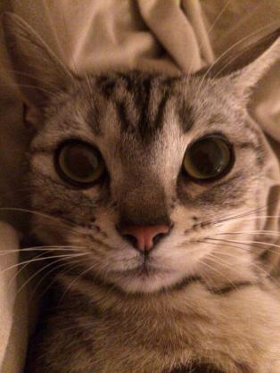 どアップの画像貼るトピ。
