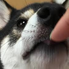 どアップの画像貼るトピ。