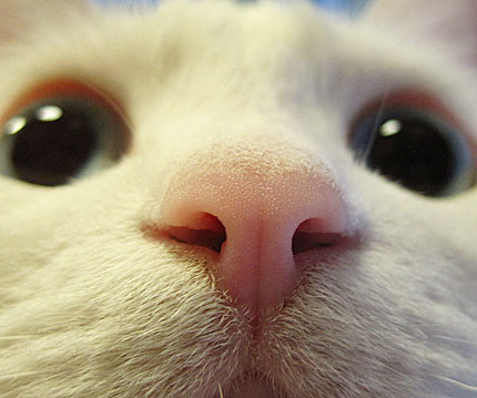 どアップの画像貼るトピ。