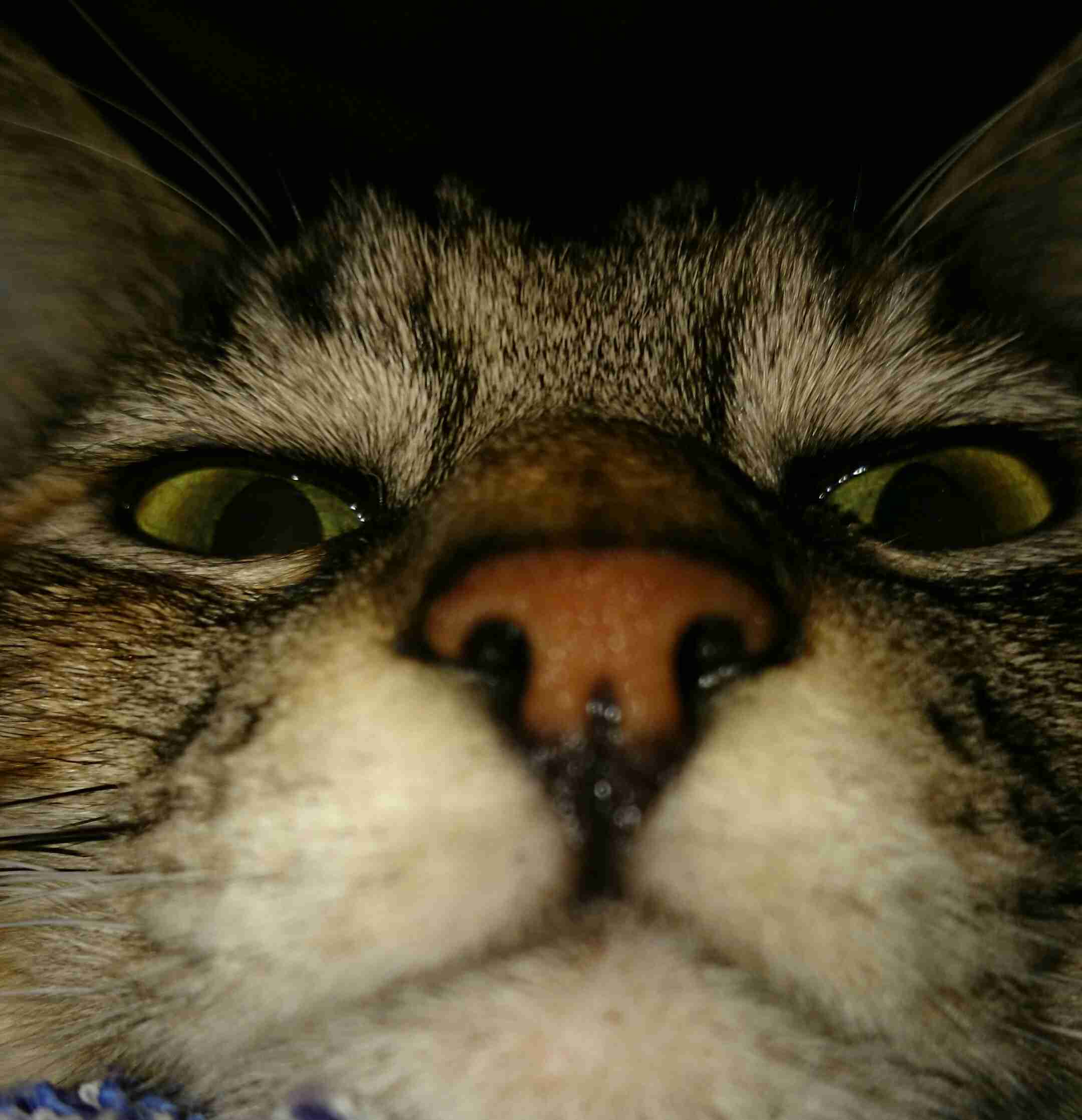 どアップの画像貼るトピ。