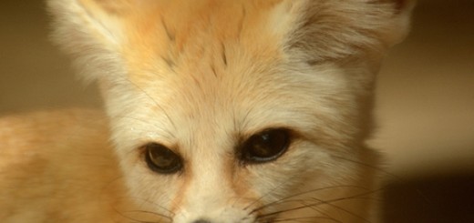 どアップの画像貼るトピ。