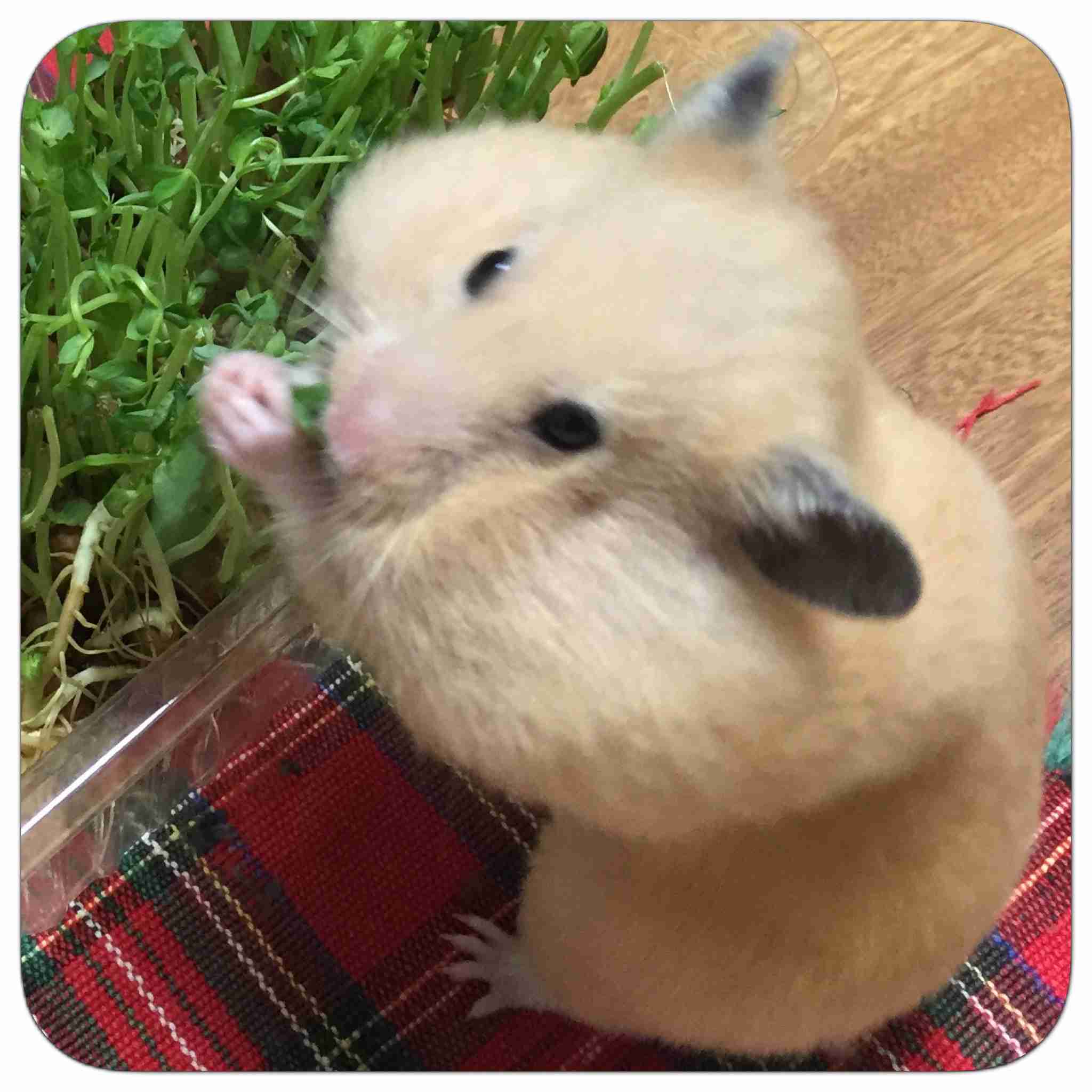 どアップの画像貼るトピ。