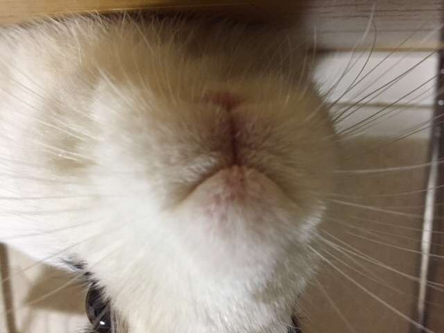 どアップの画像貼るトピ。