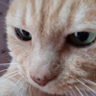 どアップの画像貼るトピ。