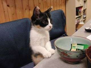 ねこまんま好きな人