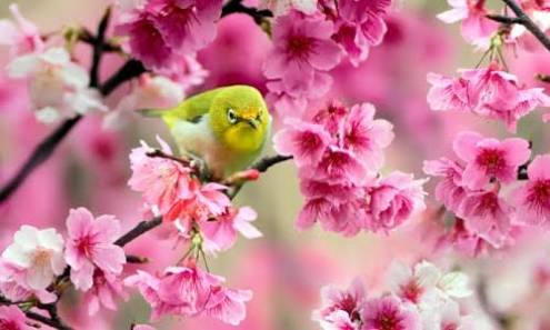 和の画像が集まるトピ
