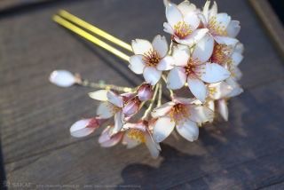 和の画像が集まるトピ