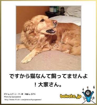 お気に入りのボケてをください