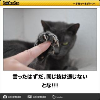 お気に入りのボケてをください