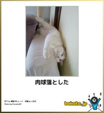 お気に入りのボケてをください