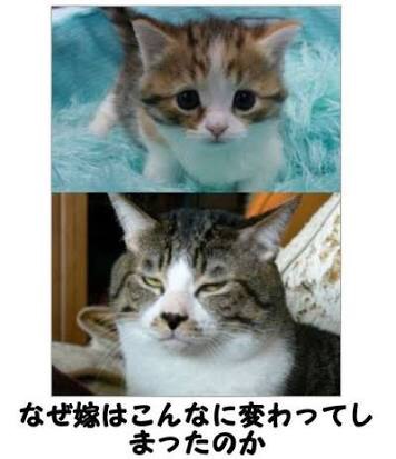 お気に入りのボケてをください