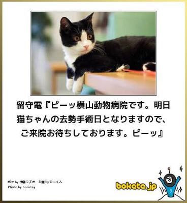お気に入りのボケてをください