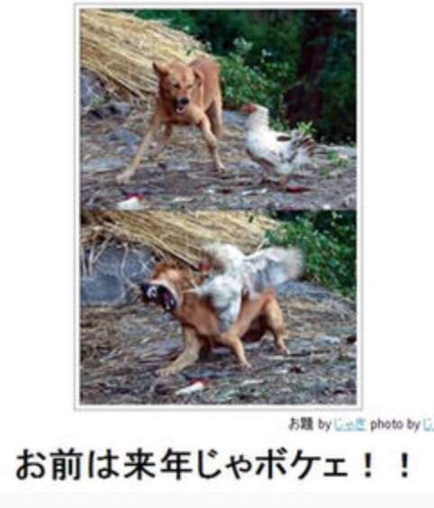 お気に入りのボケてをください