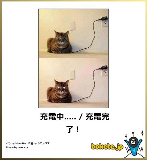 お気に入りのボケてをください