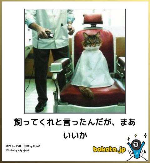 お気に入りのボケてをください