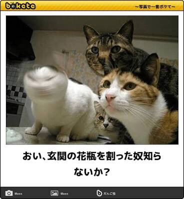 お気に入りのボケてをください