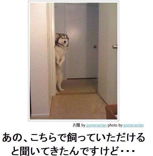 お気に入りのボケてをください