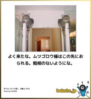お気に入りのボケてをください