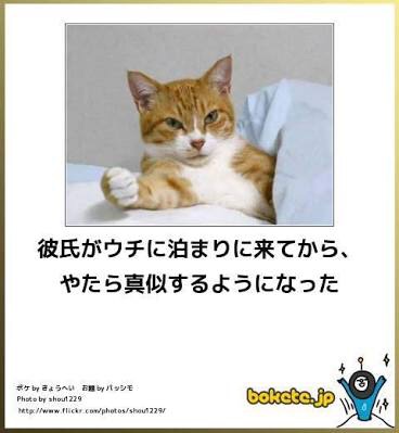 お気に入りのボケてをください