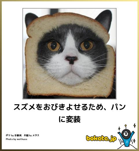 お気に入りのボケてをください