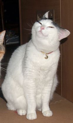 どや顔してる有名人の画像を下さい