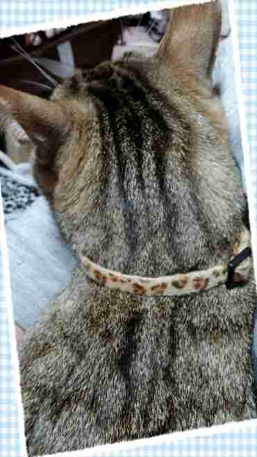動物のかわいい後頭部画像ください