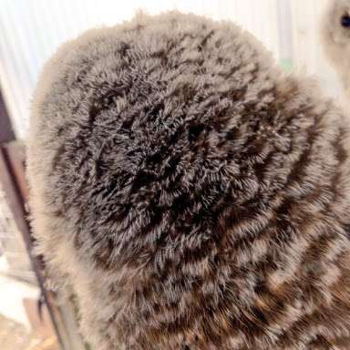 動物のかわいい後頭部画像ください