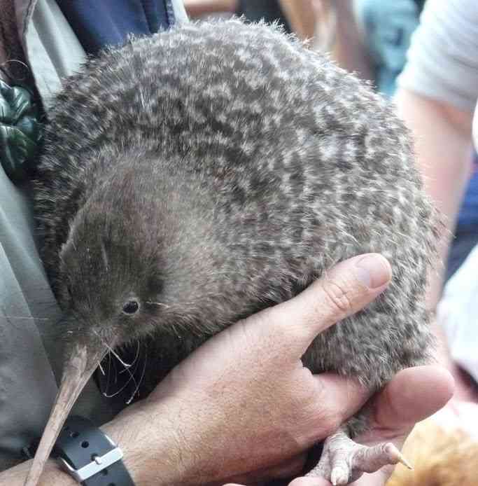 動物のかわいい後頭部画像ください