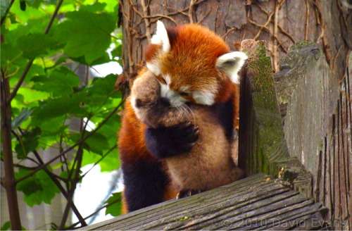 動物のかわいい後頭部画像ください