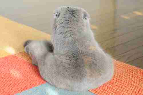 動物のかわいい後頭部画像ください