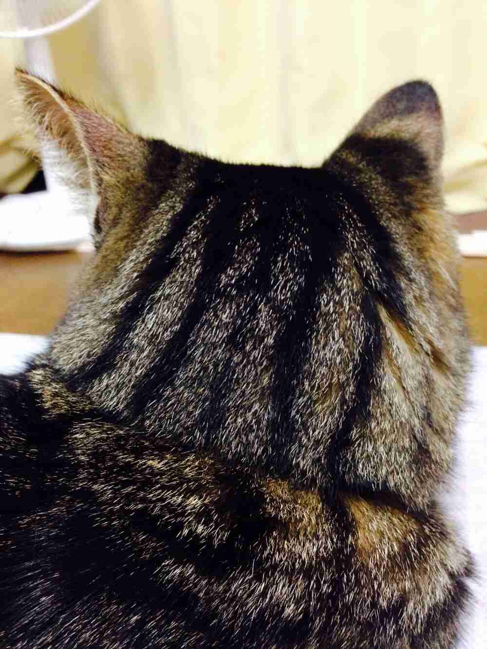 動物のかわいい後頭部画像ください