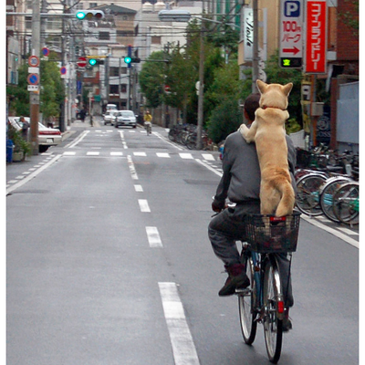 動物のかわいい後頭部画像ください