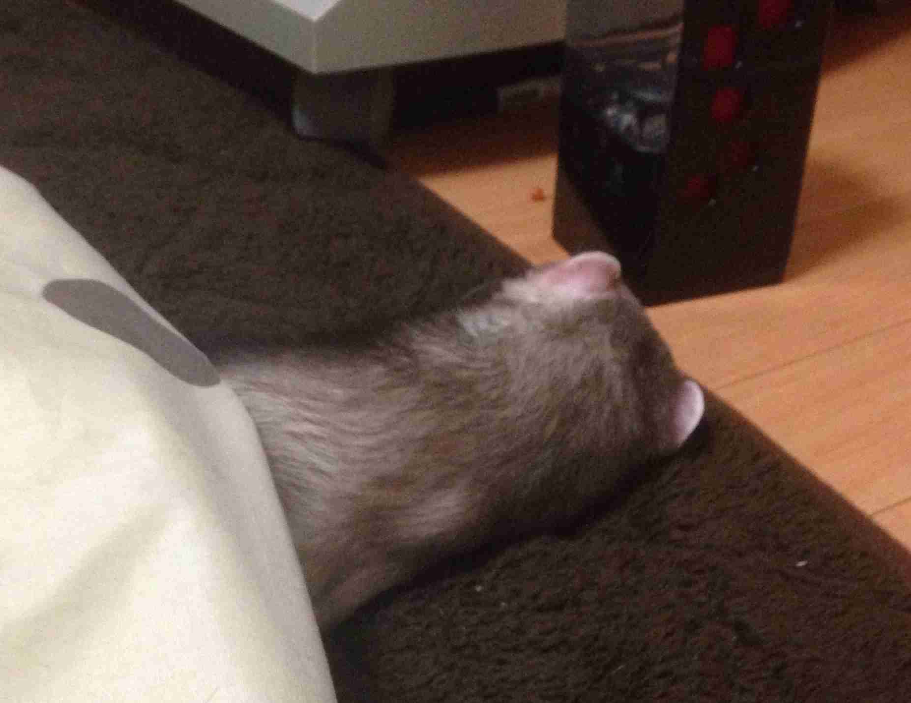 動物のかわいい後頭部画像ください