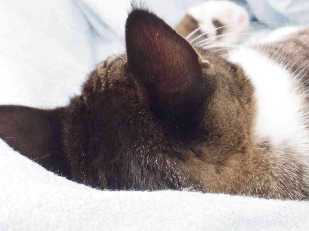 動物のかわいい後頭部画像ください