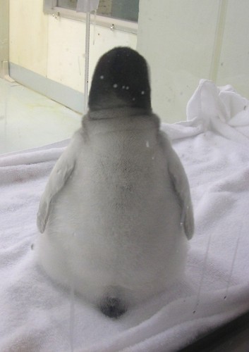 動物のかわいい後頭部画像ください