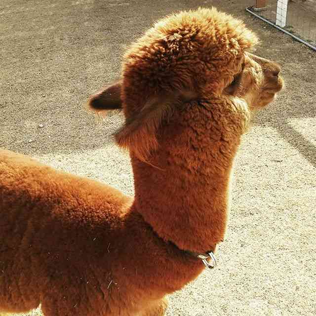 動物のかわいい後頭部画像ください