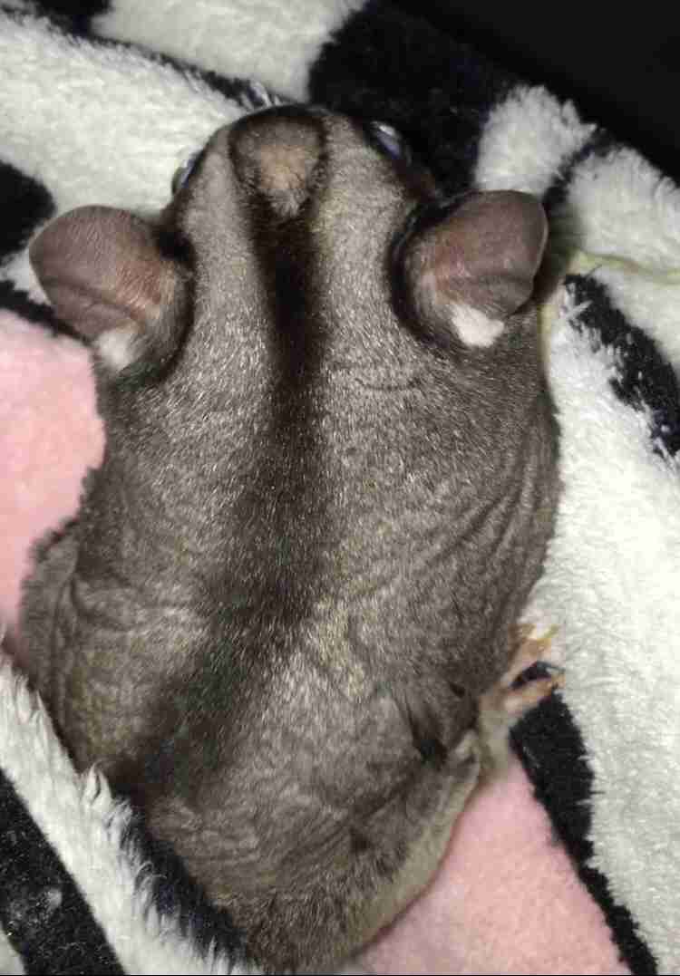 動物のかわいい後頭部画像ください