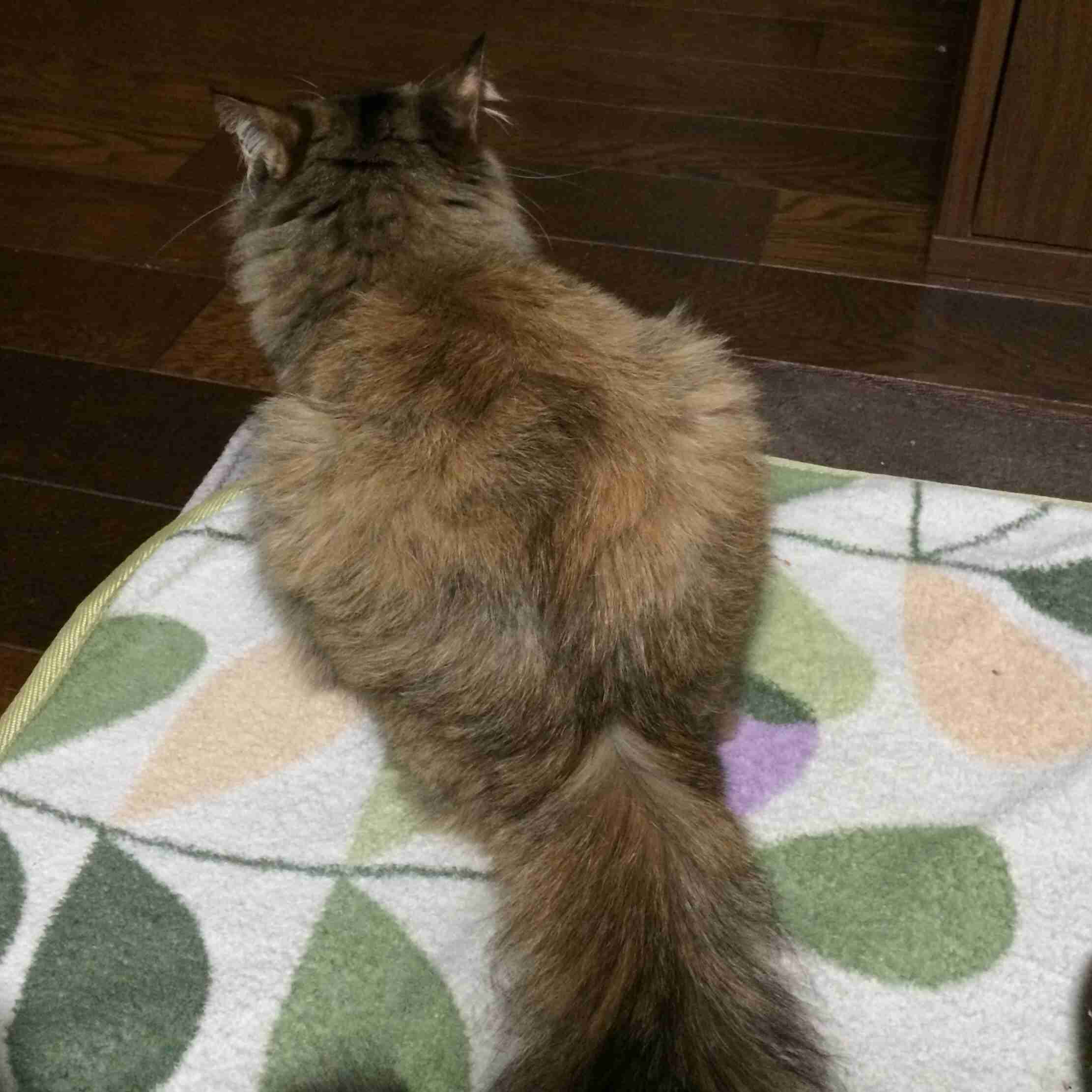 動物のかわいい後頭部画像ください