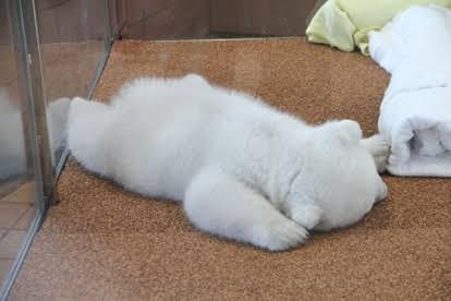 動物のかわいい後頭部画像ください
